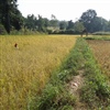 Cultivated land in Katni area credit M Bohner