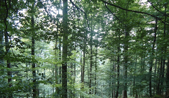 If Indonesia can secure indigenous forest rights, why not India?